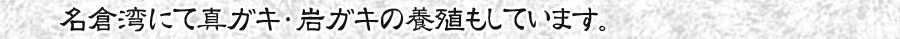 名倉湾にて真ガキ・岩ガキの養殖もしています。