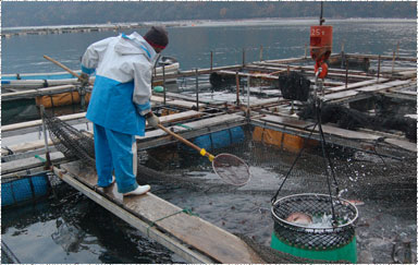 鮮魚蓄養